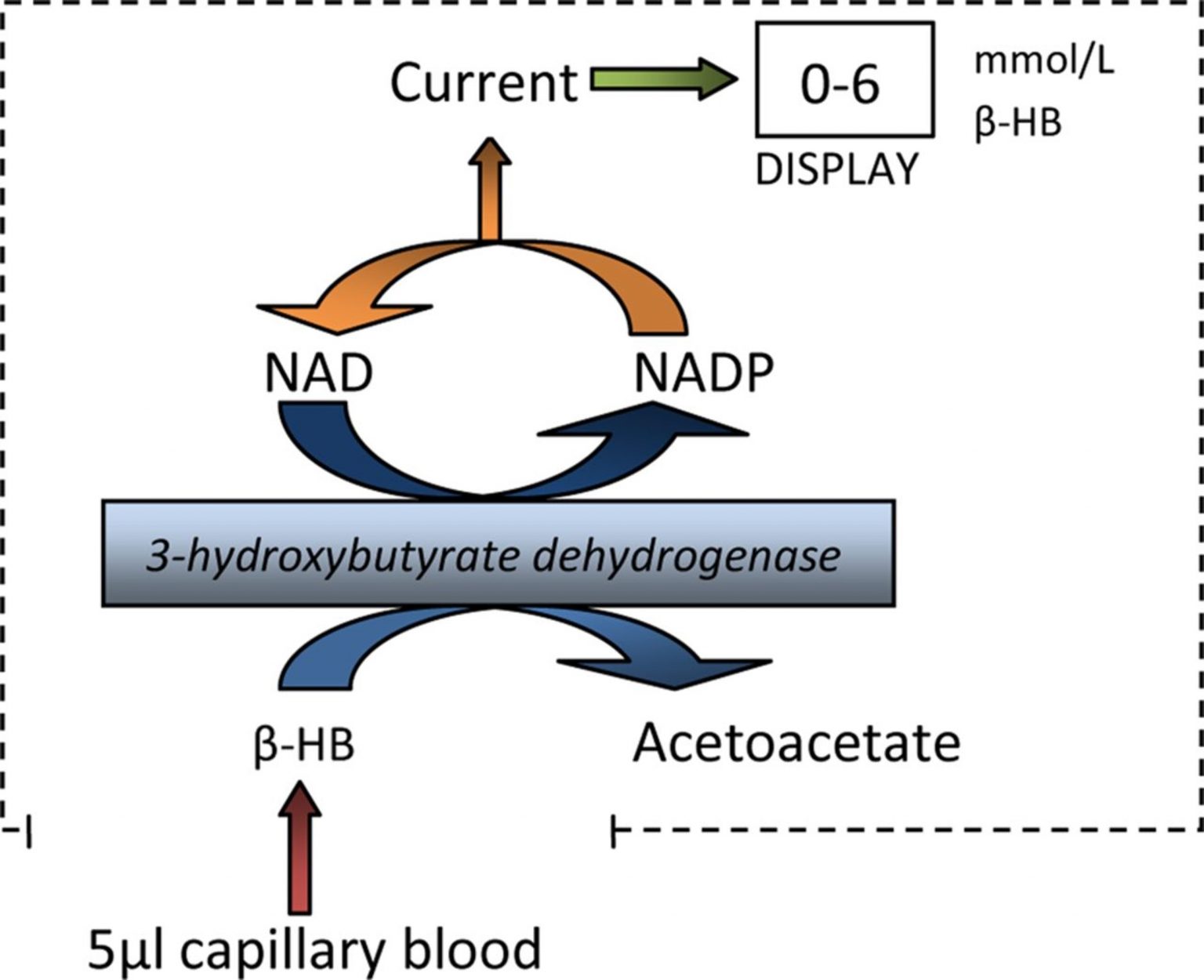 β-Hydroxybutyrate Dehydrogenase (3-HBDH) from Alcaligenes sp.